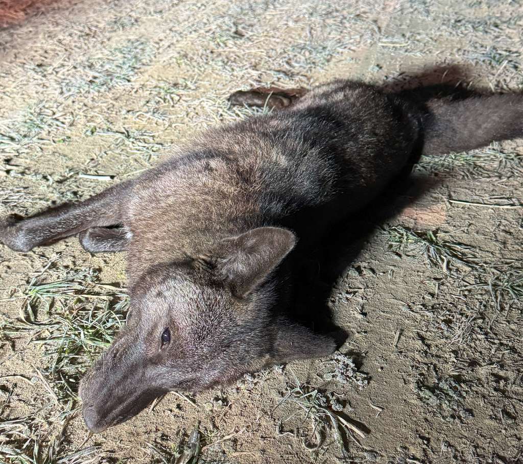 black-coyote-2